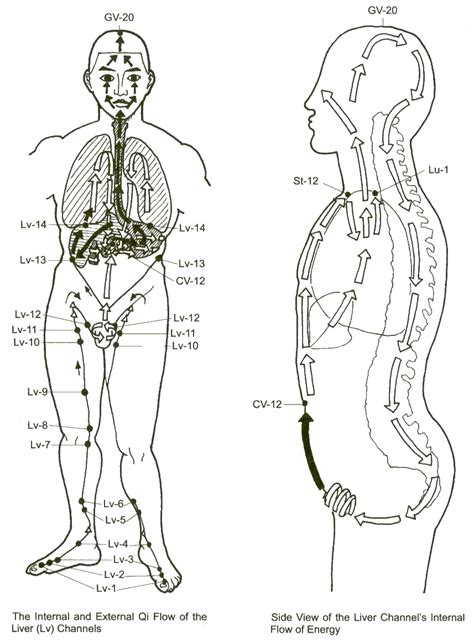 liver channel pathway